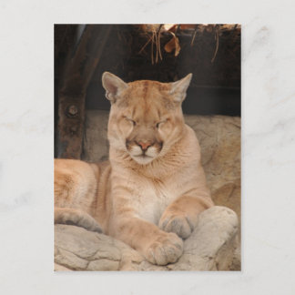 Mountain Lion Briefkaart