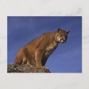 Mountain Lion Briefkaart