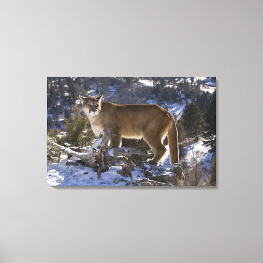Mountain Lion Canvas Afdruk (Voorkant)