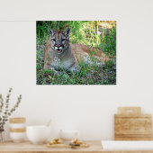 Mountain Lion Complaining Poster (Keuken)