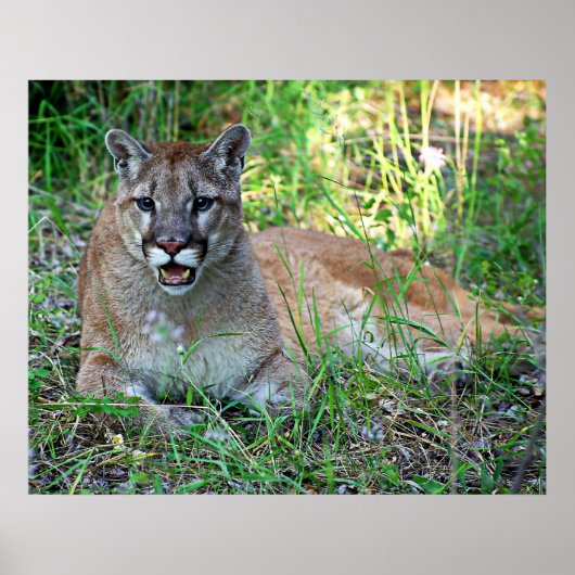 Mountain Lion Complaining Poster (Voorkant)