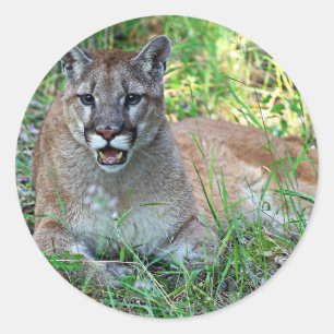 Mountain Lion Complaining Ronde Sticker