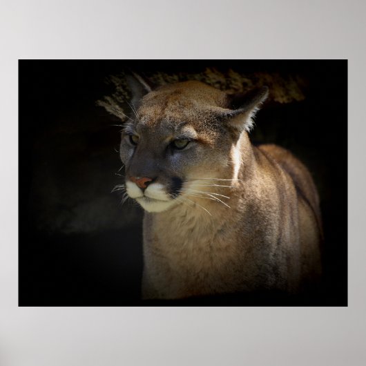 MOUNTAIN LION Cougar Big Cat Wildlife Poster (Voorkant)