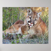 Mountain Lion - Hmmm Poster (Voorkant)