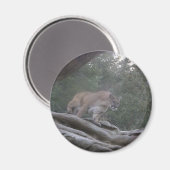 Mountain Lion Magneet (Voorkant / Achterkant)