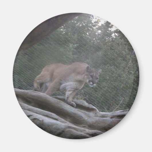Mountain Lion Magneet (Voorkant)