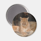 Mountain Lion Magneet (Voorkant / Achterkant)