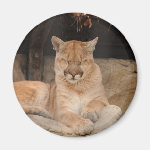 Mountain Lion Magneet