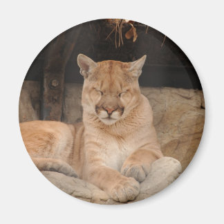 Mountain Lion Magneet