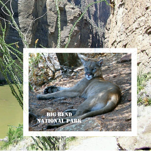 Mountain Lion ontspannen in schaduw. Big Bend NP Briefkaart