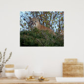 Mountain Lion op de uitkijk Poster (Keuken)