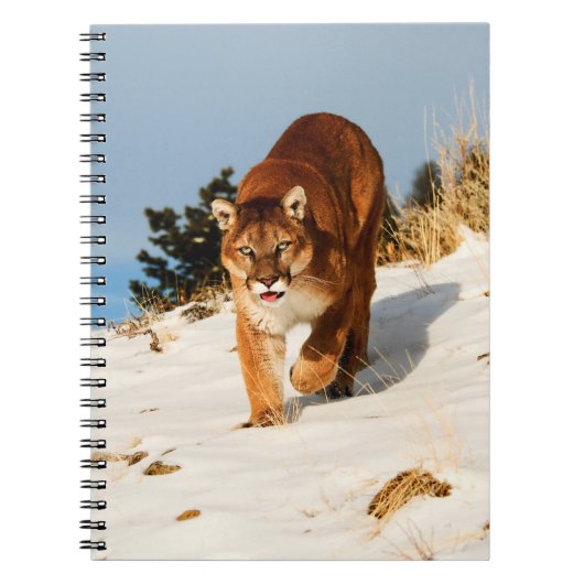 Mountain Lion op sneeuwheuvel Notitieboek (Voorkant)