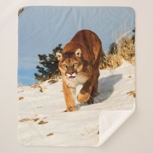 Mountain Lion op sneeuwheuvel Sherpa Deken