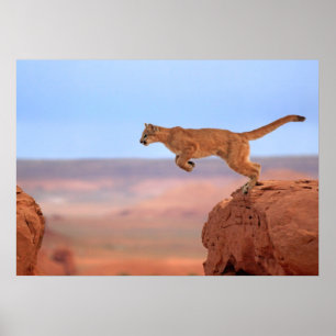 Mountain Lion Poster