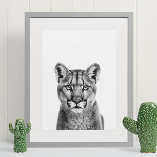 Mountain Lion Puma Big Cat Black White Poster