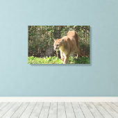 Mountain Lion Puma Cougar Canvas (Insitu (Houten vloer))
