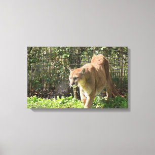 Mountain Lion Puma Cougar Canvas Afdruk