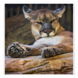 Mountain Lion Wildlife Wall Art Photo Nature Print Perfect Poster