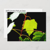 Mountain Maple Briefkaart (Voorkant / Achterkant)