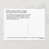 Mountain Maple Briefkaart (Achterkant)