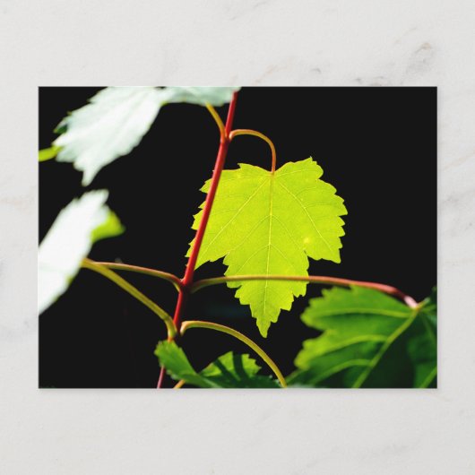 Mountain Maple Briefkaart (Voorkant)