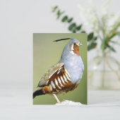 Mountain Quail Briefkaart (Staand voorkant)