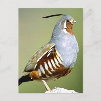 Mountain Quail Briefkaart