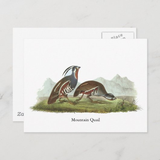 Mountain Quail, John Audubon Briefkaart (Voorkant / Achterkant)