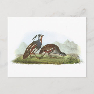 Mountain Quail van Audubon Briefkaart
