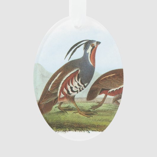 Mountain Quail van Audubon Ornament (voorkant)