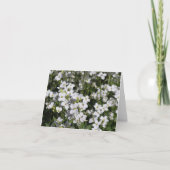 Mountain Rock Cress (Arabis alpina) kaart (Voorkant)