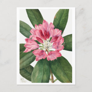 Mountain Roos Bay Rhododendron Vintage Briefkaart