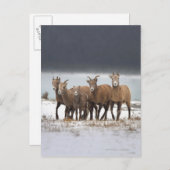 Mountain Sheep Briefkaart (Voorkant / Achterkant)