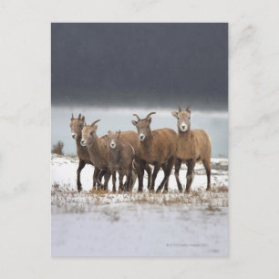 Mountain Sheep Briefkaart
