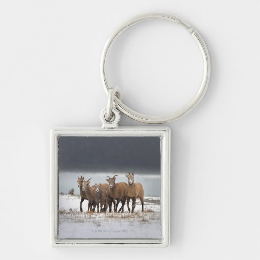 Mountain Sheep Sleutelhanger (Voorkant)
