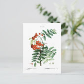 MOUNTAINE ASH BOTANICAL BRIEFKAART (Staand voorkant)