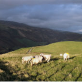 MOUNTAIRE SCHAPEN CANVAS AFDRUK