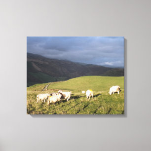 MOUNTAIRE SCHAPEN CANVAS AFDRUK