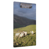 MOUNTAIRE SCHAPEN KLEMBORD (Rechts)