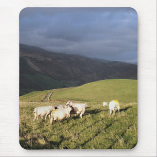 MOUNTAIRE SCHAPEN MUISMAT