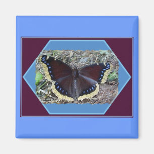 Mourning Cloak Butterfly Magnet Magneet