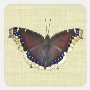 Mourning Cloak Butterfly - Nymphalis antiopa Vierkante Sticker