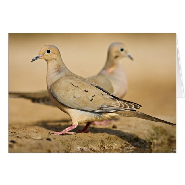 Mourning Dove (Voorkant Horizontaal)