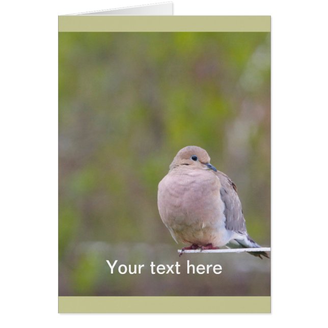 Mourning Dove (Voorkant)