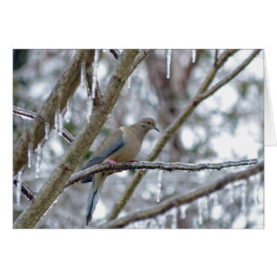 Mourning Dove