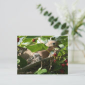 Mourning Dove and Baby Nesting in Mulberry Tree Briefkaart (Staand voorkant)