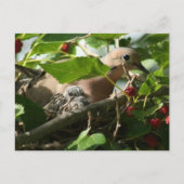 Mourning Dove and Baby Nesting in Mulberry Tree Briefkaart (Voorkant)