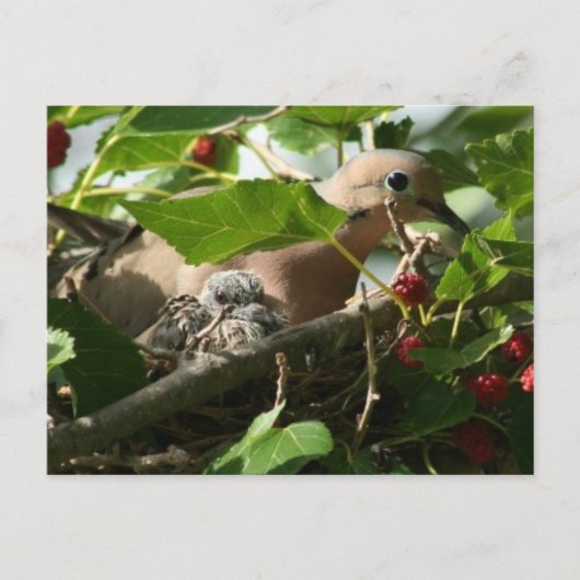 Mourning Dove and Baby Nesting in Mulberry Tree Briefkaart (Voorkant)