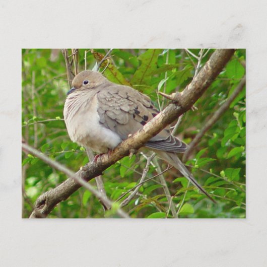 Mourning Dove Bird Briefkaart (Voorkant)