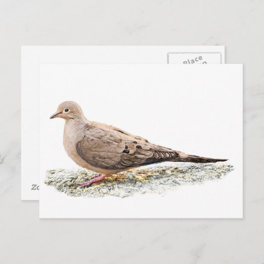 Mourning Dove Briefkaart (Voorkant / Achterkant)